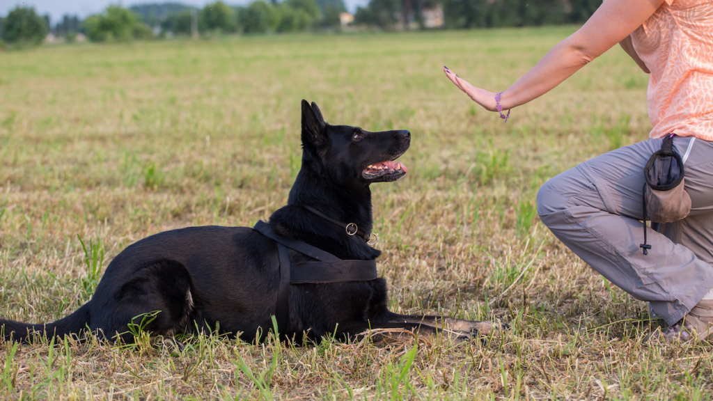 deaf dog training