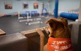 dog training camp san diego